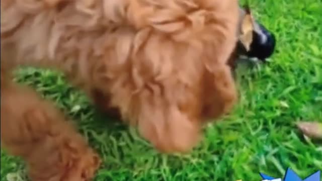 Dong anjing dan burung rebutan makanan