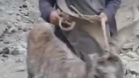 People caught Markhor in village