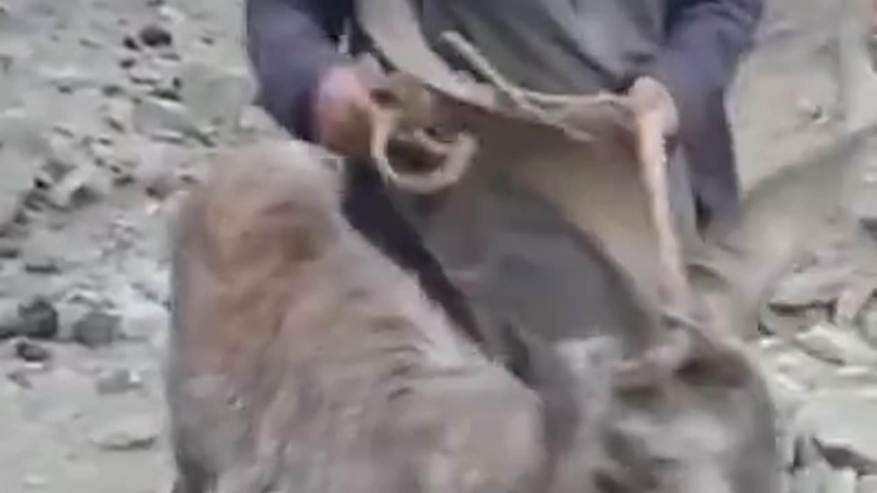 People caught Markhor in village