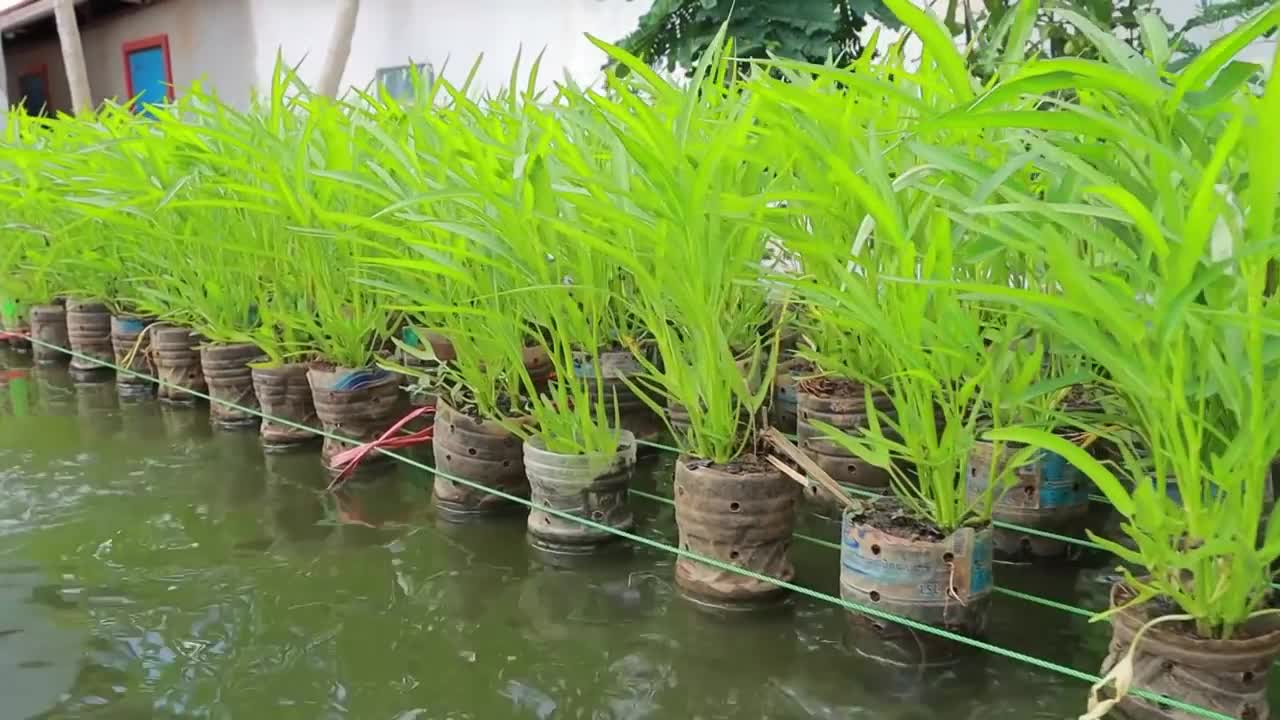 Using 1500 Plastic Bottles for Backyard Aquaponics Farming Fresh Fish and Growing Water Convolvulus