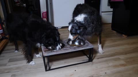 Dogs Wait Patiently For Dinner Time