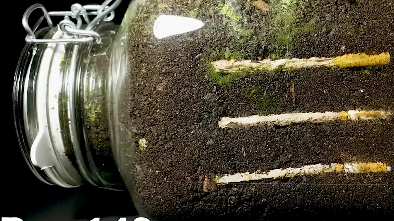 CIGARETTE IN SOIL - 1 YEAR Time Lapse