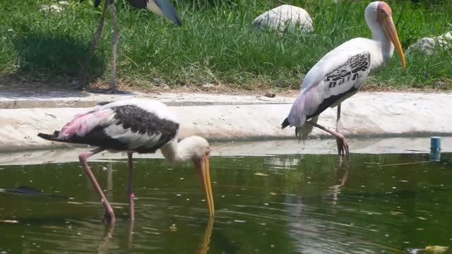 Painted stork catching a fish Painted stork fishing strok eating whole fish