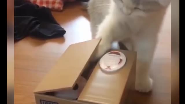 Cat Comedy Video Cat Funny video Part44 #CatShort #CatVideo