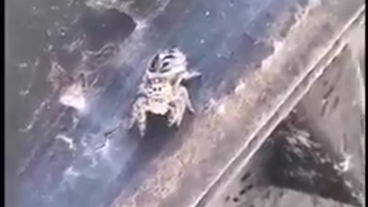 [Cyraxx Youtube 2021-9-2] Spider Raps Godzilla