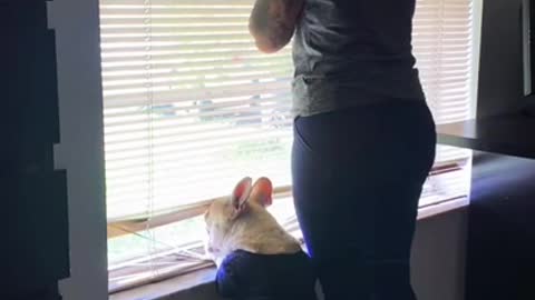 The Dog Got The Attitude From The Master.... 😂😂😂
