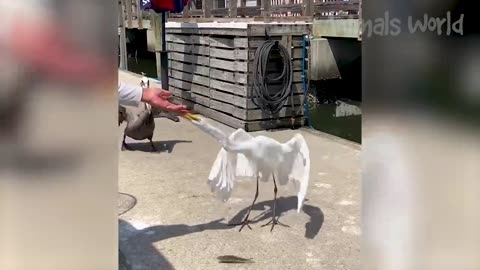 New funny animals videos 2023 😂😂- funniest dogs and cats videos 🤣🤣#15