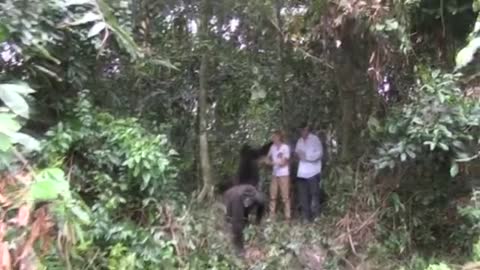 Tansy Aspinall And The Gorillas: Reunited At Last! - OFFICIAL VIDEO