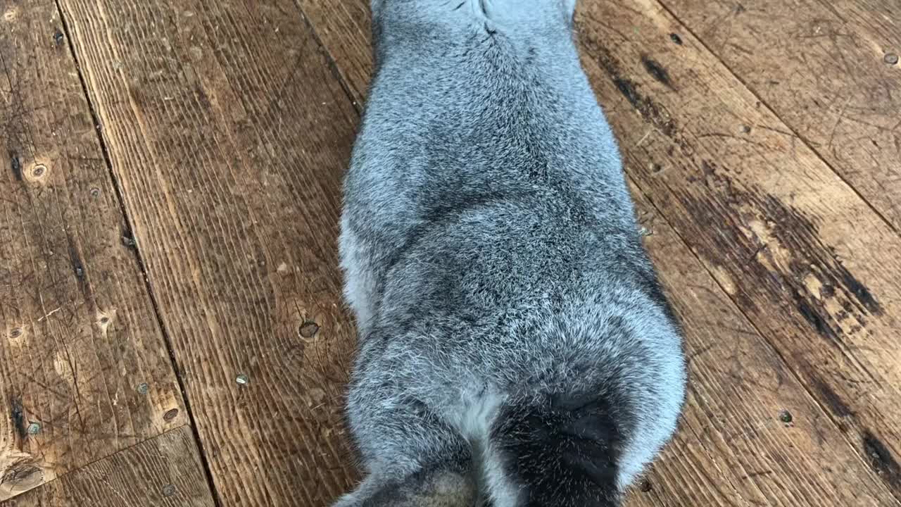 Meet Theodore the Continental Giant Rabbit