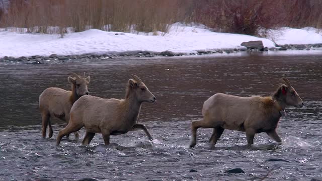 Bighorn Sheep Cross Mountain River