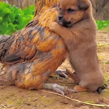 Friendship / puppy and chicken . A beautiful moment.