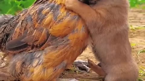 Friendship / puppy and chicken . A beautiful moment.