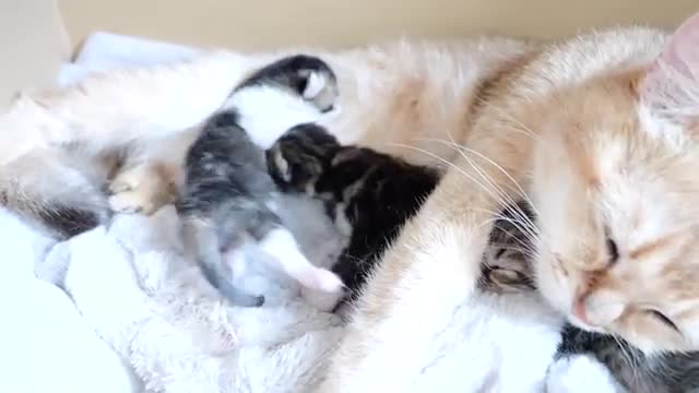 Baby kittens fight over their mother cat's boobs