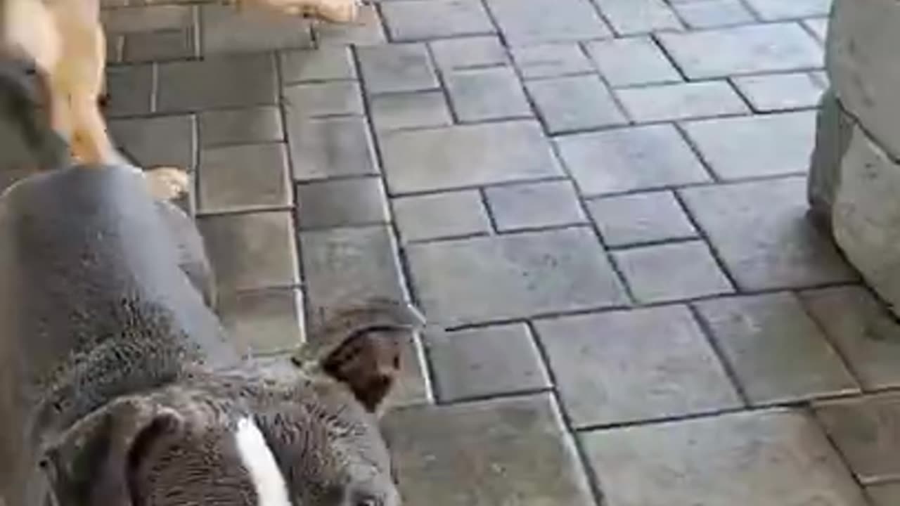 🐕The Dog comedy 🐕