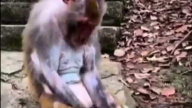 Funny monkey seeking money