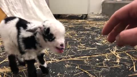 Baby goat making the cutest noise