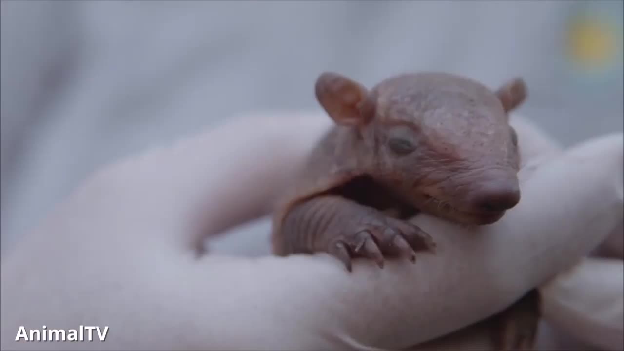 Three baby armadillos meet a kitten