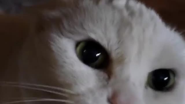 Dont pet this kitty pt 4 😽