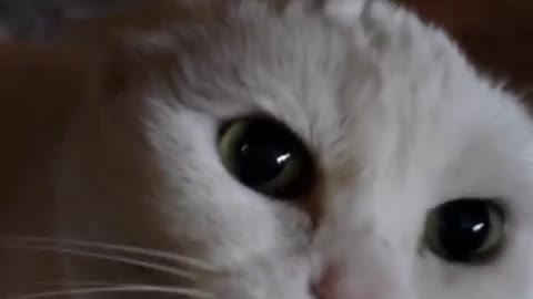 Dont pet this kitty pt 4 😽