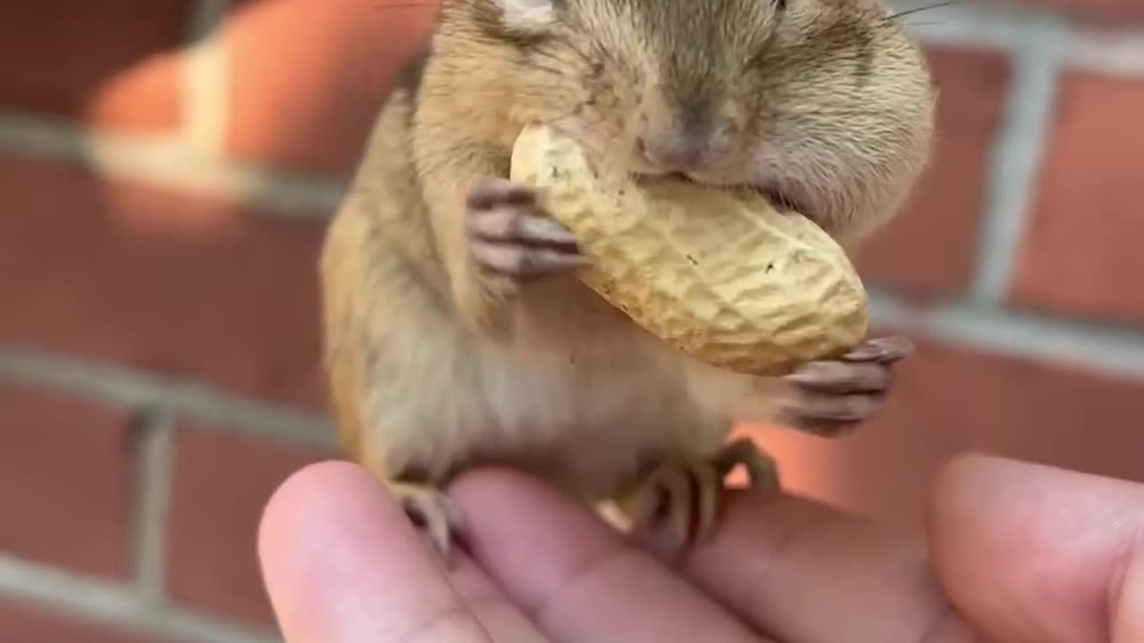 The cute 🐿️ chipmunk is eating peanut