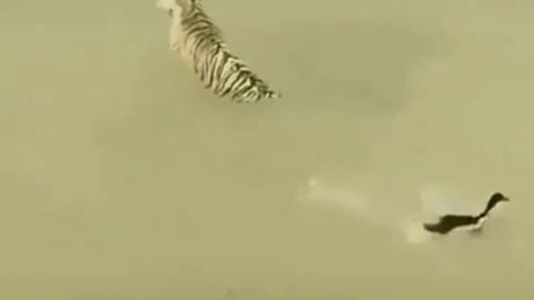 Where he go
