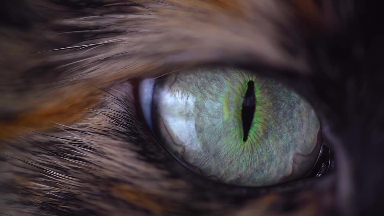 Cat eyes are gorgeous