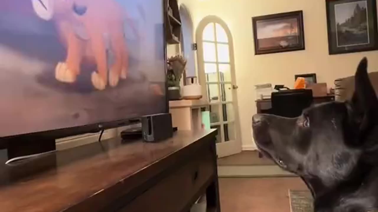 Dog Understands The Lion King