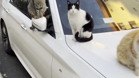 Stray Cats of Istanbul Surround Car