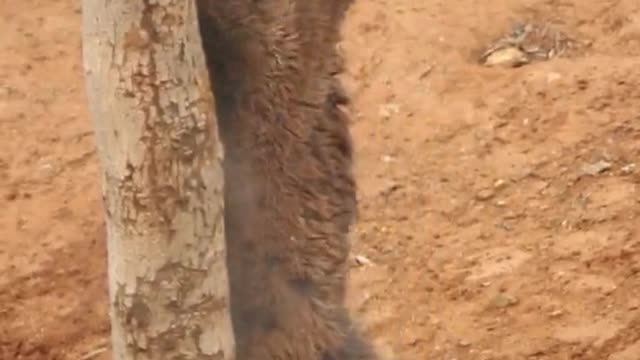 Brown bear rubs his back here