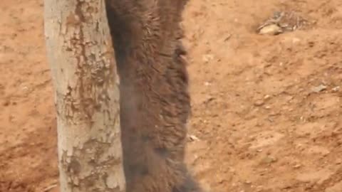 Brown bear rubs his back here