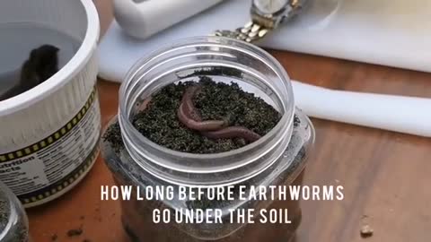 Experiment on Earthworm Behavior_Cut