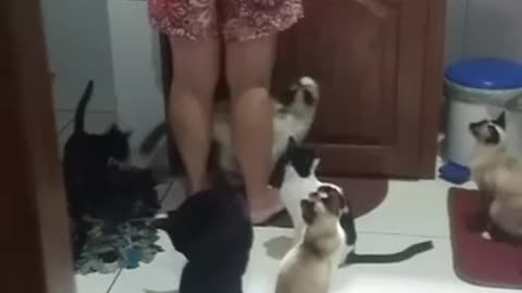 kittens wanting meat a bunch of zombies