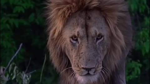 Why do I feel that this lion's face looks longer?