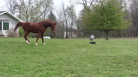 A Horse Encounters a Balloon for the First Time