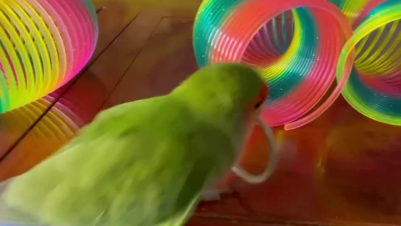 birds funny moments