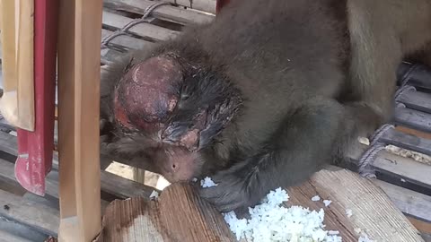 This monkey came to our house after a full fight