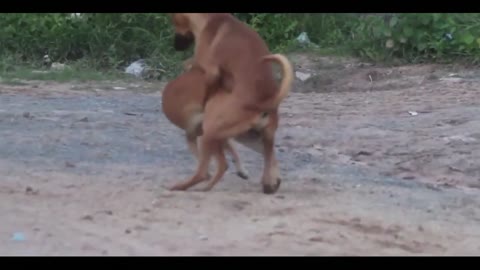 Dogs enjoy