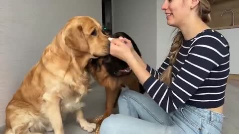 This Is My German Shepherd and Golden Retriever Favorite Game!