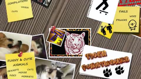 CATS will make you LAUGH YOUR HEAD OFF - Funny CAT compilation