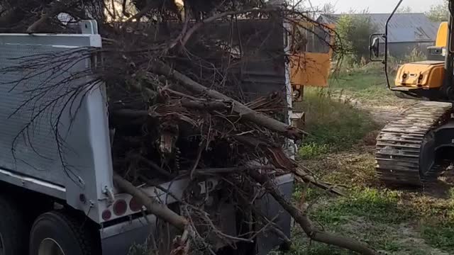 Loading tree branches with excavator.