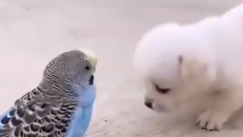 Cute pets and Bird