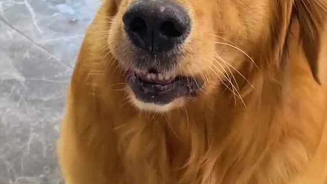 Golden retriever.. human step on my dog food