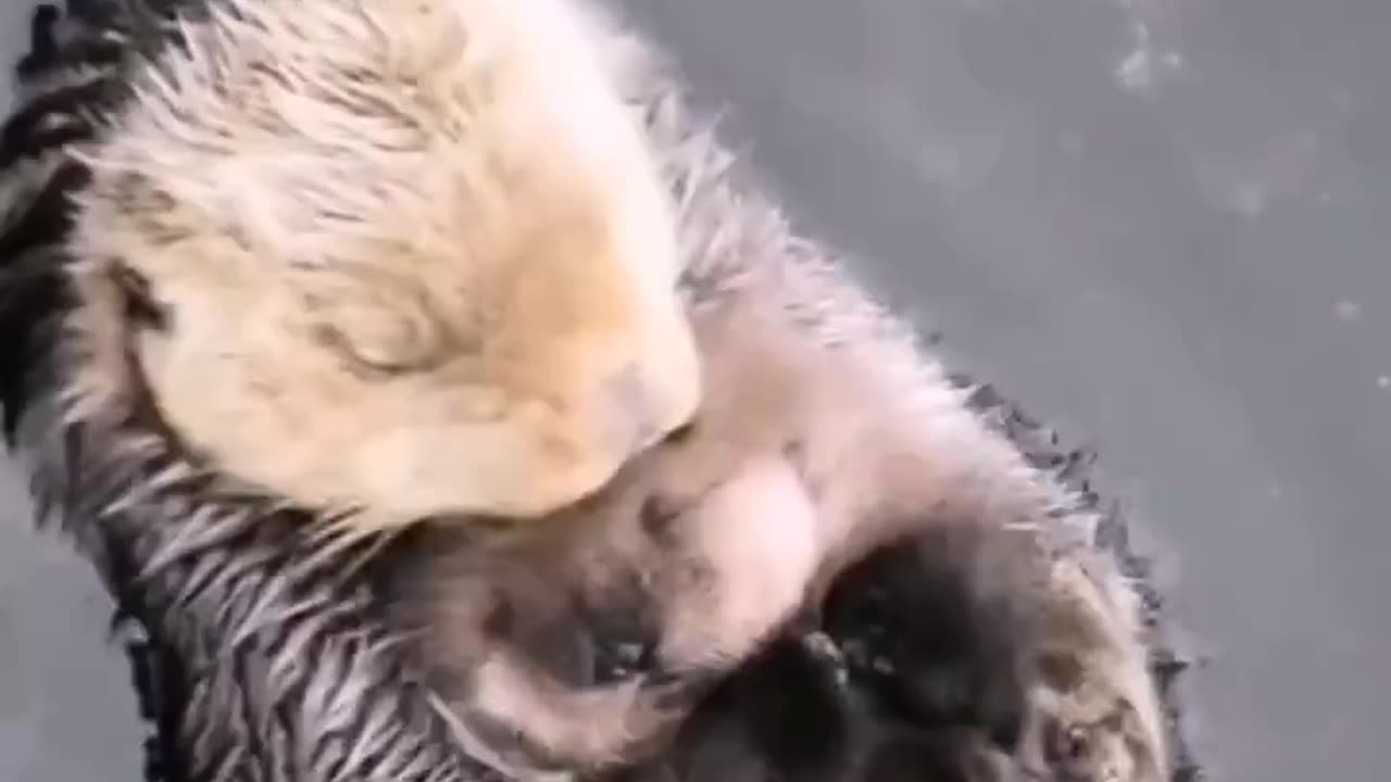 MAMA SEA OTTER WITH HER BABY