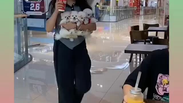 Cute Puppy Vid#3