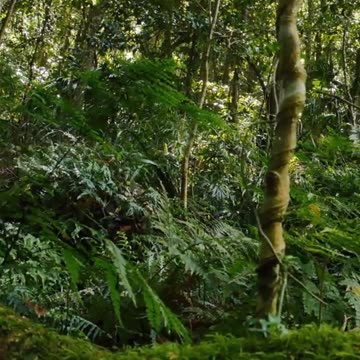 🌱Unleash the Power of Plant-Fungal Partnerships! 🍄🌿