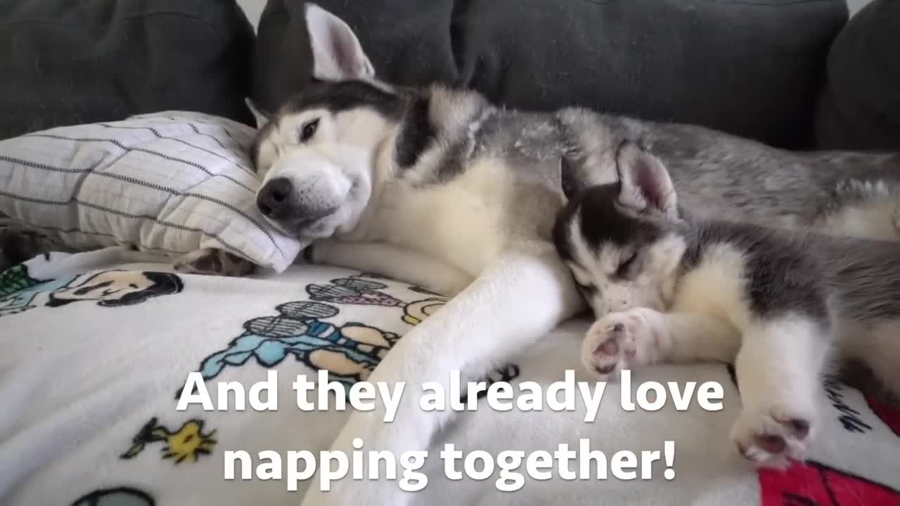 Husky Puppy and Dad's First Nap Ever!