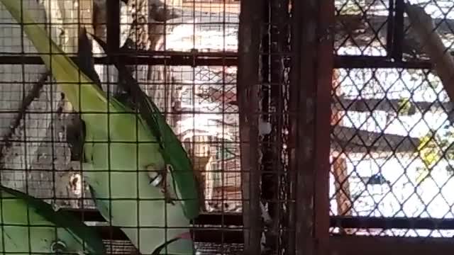 Two Parrots Are Talking And Actually Kissing ♡ ♥💕❤😘 In Ayub Park Zoo