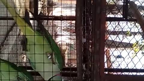 Two Parrots Are Talking And Actually Kissing ♡ ♥💕❤😘 In Ayub Park Zoo
