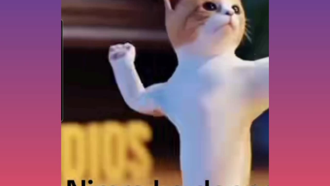 Funny cat daNce