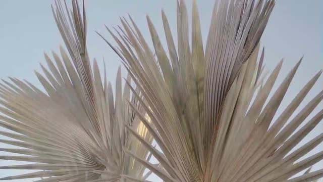 Plants swing in slow motion